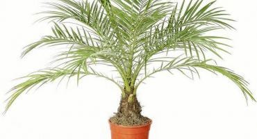 Pěstování datlové palmy z kamene doma a péče, prevence nemocí